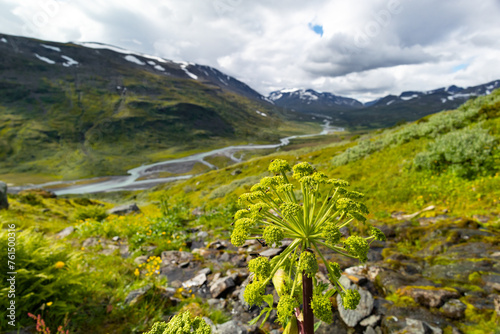 Beautiful summer scenery with native vegetation in Sarek National Park, Sweden. Plants growing in Northern Europe wilderness.