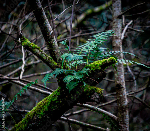 Ferns growing in a forest
