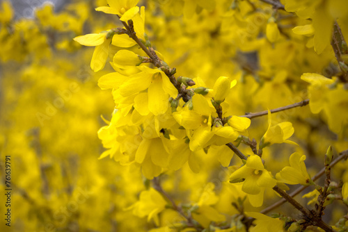 Nadchodząca wiosna, kwiaty forsycji. 