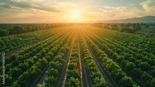 Sun setting over endless rows of vibrant vineyards in the countryside.