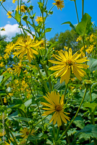 kwitnący topinambur, żółte kwiaty, słonecznik bulwiasty (Helianthus tuberosus), Jerusalem Artichokes, sunroot, sunchoke, wild sunflower, topinambur 