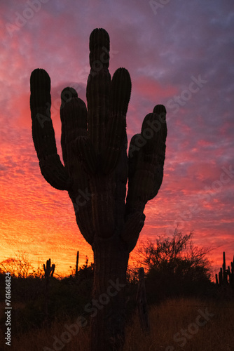 baja California sunset cactus nature plant desert silhouette 
