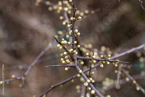 Prunus Spinosa