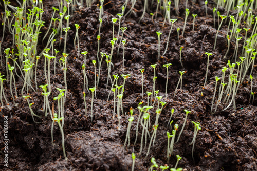 Growing seedlings. Thin sprouts with green leaves grow on the ground background