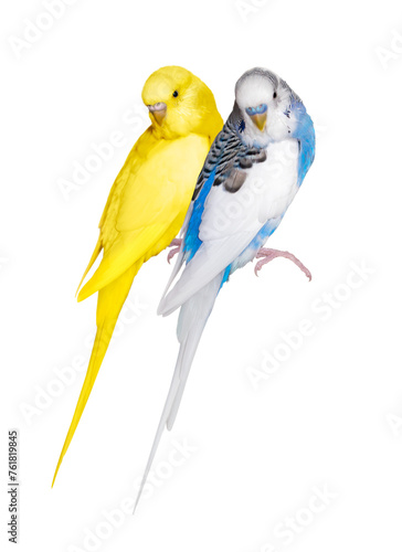 a pair of cute blue and yellow budgerigars. png. 