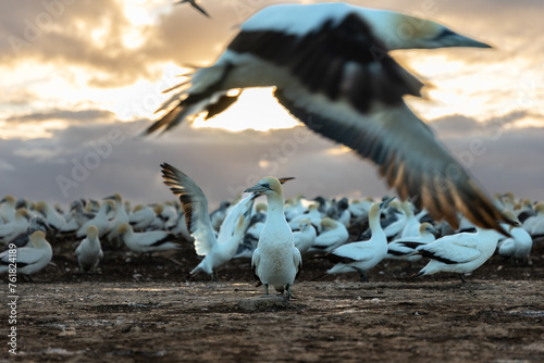 Gannet colony at sunrise, Cape Kidnappers, New Zealand