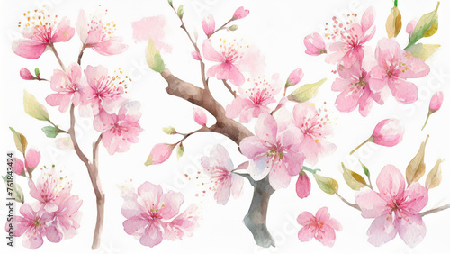 Illustration aquarelle de branches de fleurs de cerisier rose