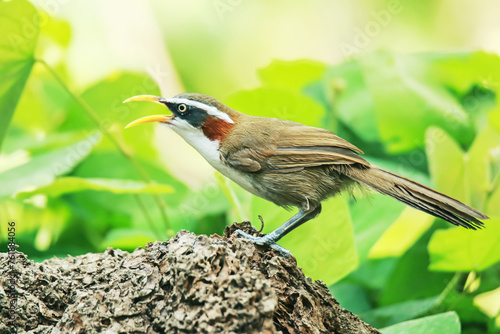 White-browed Scimitar Babbler on a branch in nature