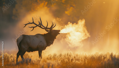 An elk is bugling at sunset, its breath visible as a mist against the golden light