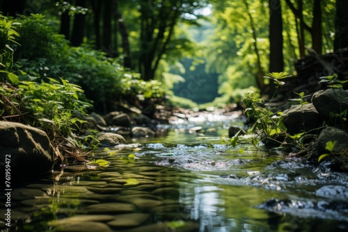 A watercourse flowing through a verdant forest with trees and rocks