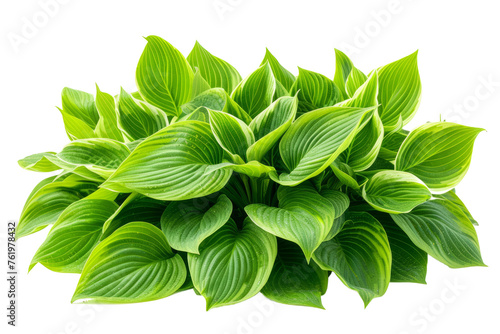 Green leaves hosta plant bush isolated on transparent background With clipping path. cut out. 3d render