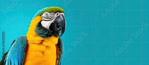 A blue and yellow parrot with yellow wings