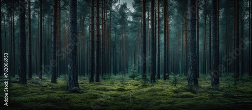 Mystical Dark Enchanted Forest with Menacing Stormy Sky Background
