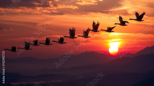 A migrating flock of geese flying in V-formation across a sunset sky.