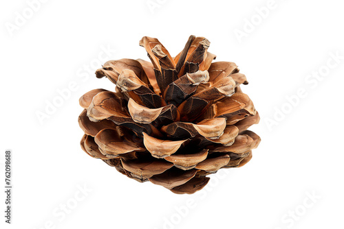 pine cone