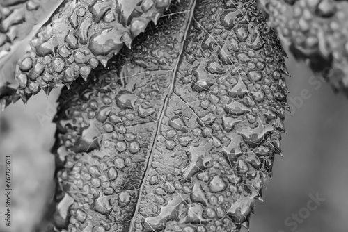 Szare liście mokre po deszczu w zbliżeniu makro, czarno-białe zdjęcie 