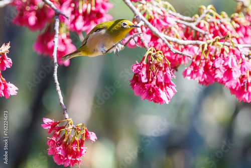 美しいカンヒザクラの間を飛び回って花の蜜を吸う可愛いメジロ（メジロ科）。日本国東京都文京区、小石川植物園にて。 2024年3月16日撮影。Lovely Japanese White Eye (Zosterops Japonica, family comprising white eyes) flitting among the beautiful kanhizakura (Cerasus 