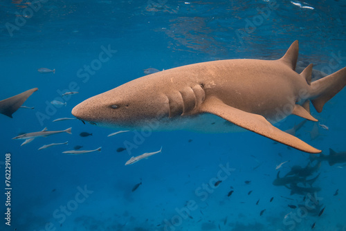 Nurse shark swims in tropical blue sea. Close up