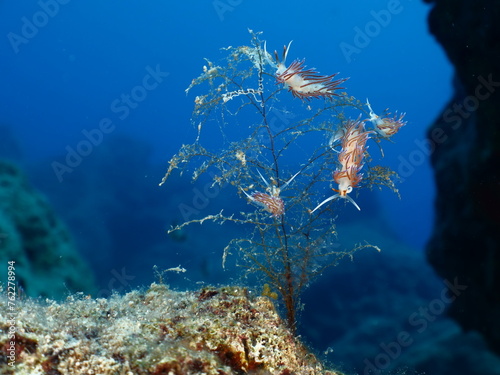  nudibranch flabellina together on a hydra colony nudi branch nudybranch underwater slug ocean scenery
