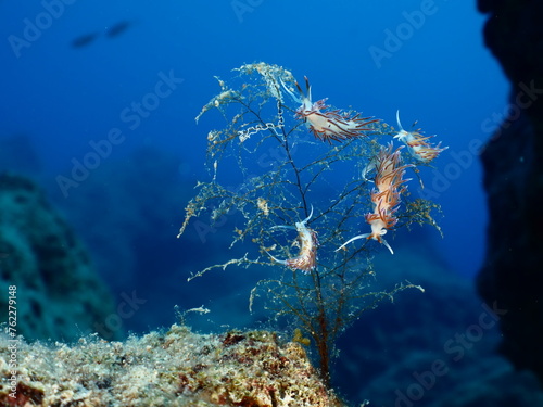  nudibranch flabellina together on a hydra colony nudi branch nudybranch underwater slug ocean scenery