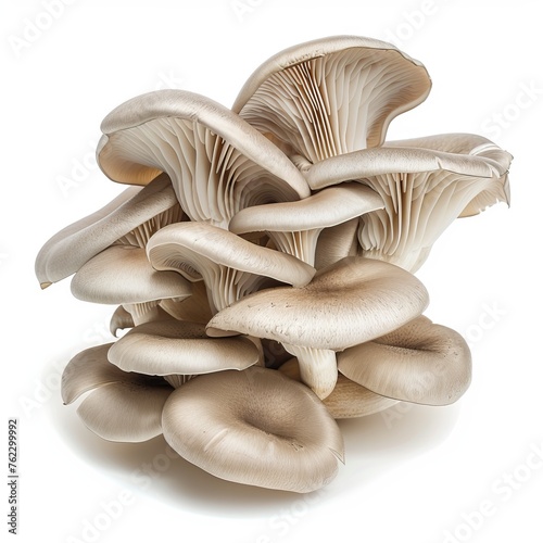 Fresh oyster mushrooms on isolated white background. Can be used in cooking recipes or blogs.