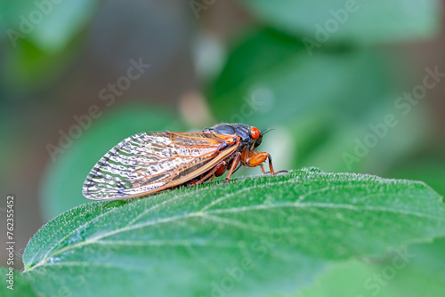 Adult Cicada Climbs on a Leaf