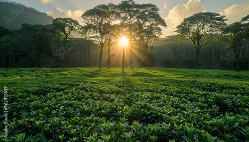 a green field with coffee trees