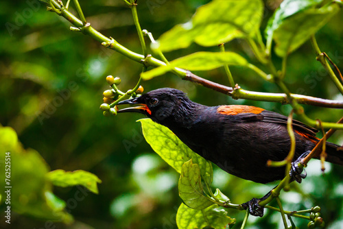 Saddleback at Zealandia Nature Reserve Wellington New Zealand