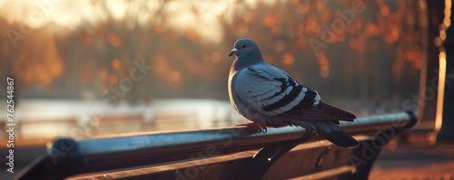Pigeon Sitting on Top of Wooden Bench