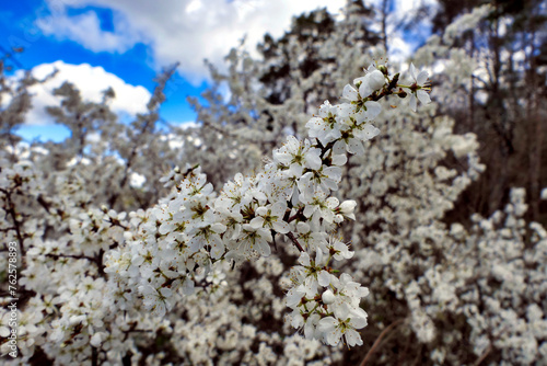 Close up of the brilliant white flowers of the Blackthorn Tree (Prunus spinosa) in springtime 