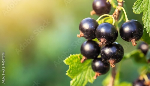 black currants on the bush with space for text