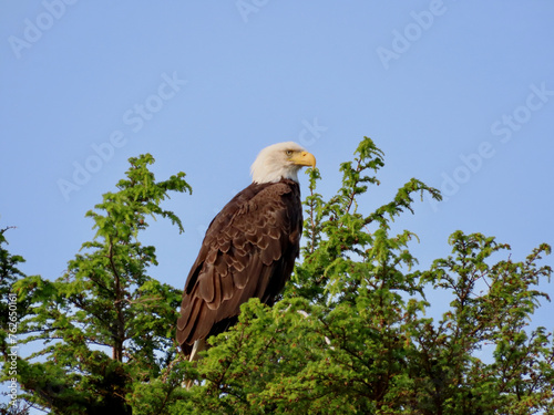 bald eagle in tree