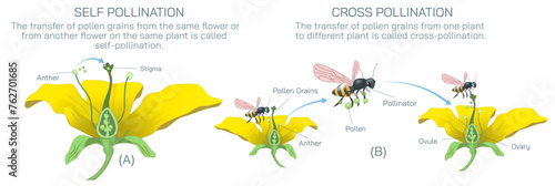 The process of transferring pollen grains from anther to stigma to different anther and stigma of flower is called pollination. Pollination vector illustration. Self pollination and cross pollination