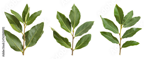 Branch of bay laurel leaves isolated on white