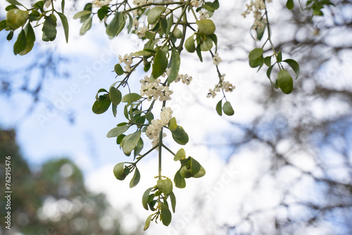 Beautiful pear or Bradford pear tree with showy flowers in spring. But the beautiful flowers are going with horrible smell like ammonia or urine. Its fruits are not edible for human. It is invasive