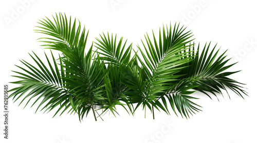 Tropical lush green leaf of palm tree transparent png 