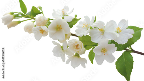 jasmine flower. png