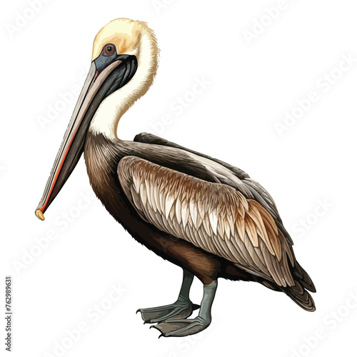 Brown Pelican clipart clipart isolated on white background