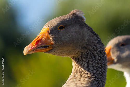 A domestic goose is a goose that humans have domesticated and kept for their meat, eggs, or down feathers. Domestic geese have been derived through selective breeding from the wild greylag goose