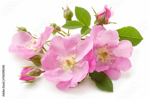 wild rose aromatic oil on white background, cosmetic product, exquisite ingredient for perfumes and cosmetic