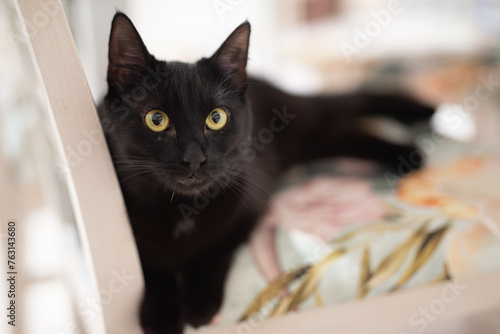Czarny kot leżący na krześle w kuchni