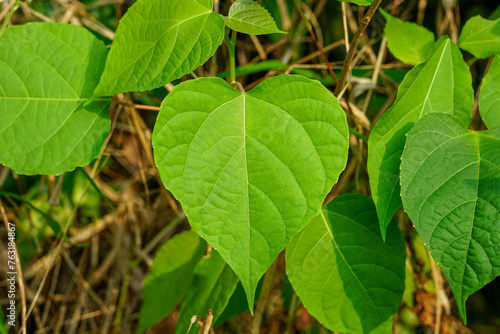 Gmelina arborea leaves, Beautiful heart shaped leaves