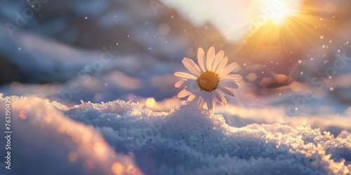 Symbol of Resilience, Snowy Mountains, a Single Daisy Bravely Blooms Atop the Snowdrifts. The Winter Sun Shines Brightly, Casting Its Warm Light and Highlighting the Flower Resilience.
