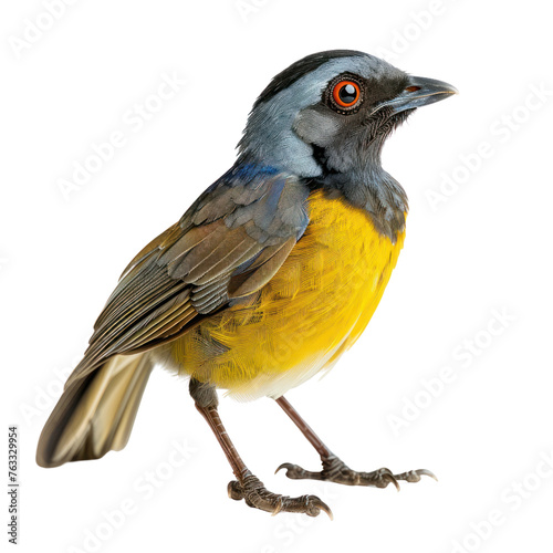 blue crowned laughing thrush bird isolated on transparent background