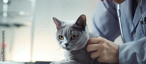 Veterinarian inspecting cat ears and skin with stethoscope