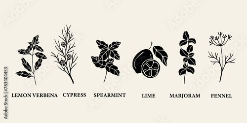 Flat vector essential oil plants. Cypress, lime, fennel, lemon verbena, spearmint, marjoram