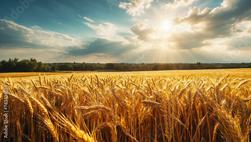 Golden wheat harvest 