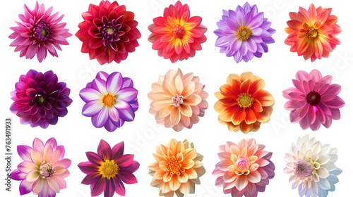 Set of Colorful Gerbera roses Flowers collection isolated on White Background. Red, Pink, Yellow, White , Orange Colors .studio shot, Generative Ai