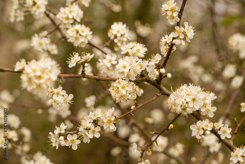 Blooming blackthorn shrub (Prunus spinosa) in spring. The flowering white blossoms of the fruit tree form a beautiful natural background.