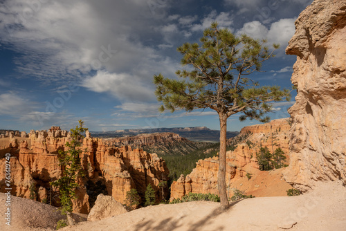 Small Pine Tree Sits At The Edge OF Dirt Trail In Bryce